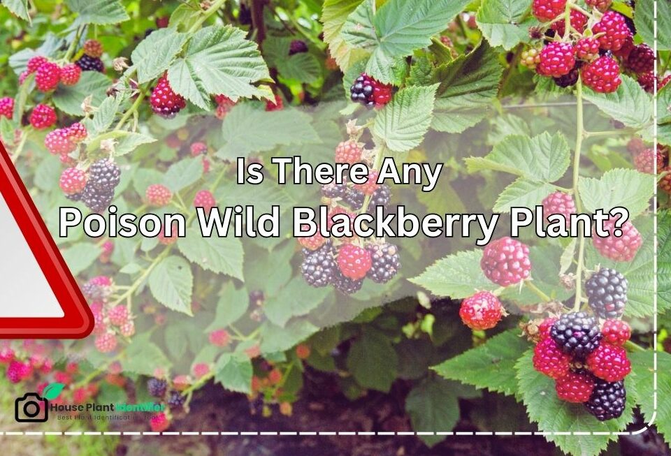 Poison Wild Blackberry Plant Identification