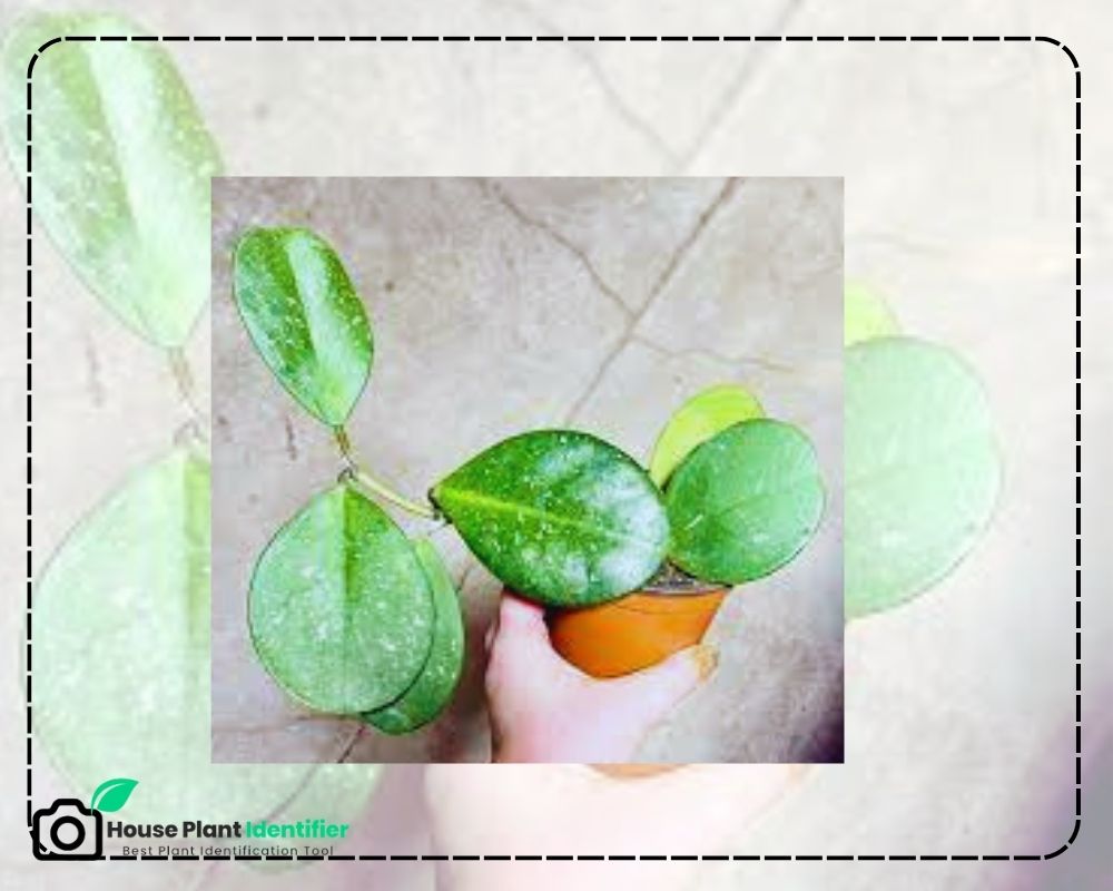 Hoya obovata identification by leaf