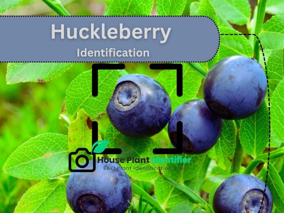 Huckleberry Identification
