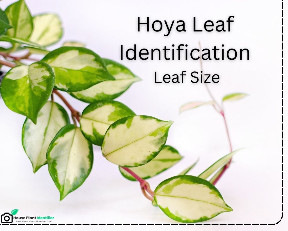 Hoya Leaf Identification: leaf size