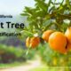 California Fruit Tree Identification