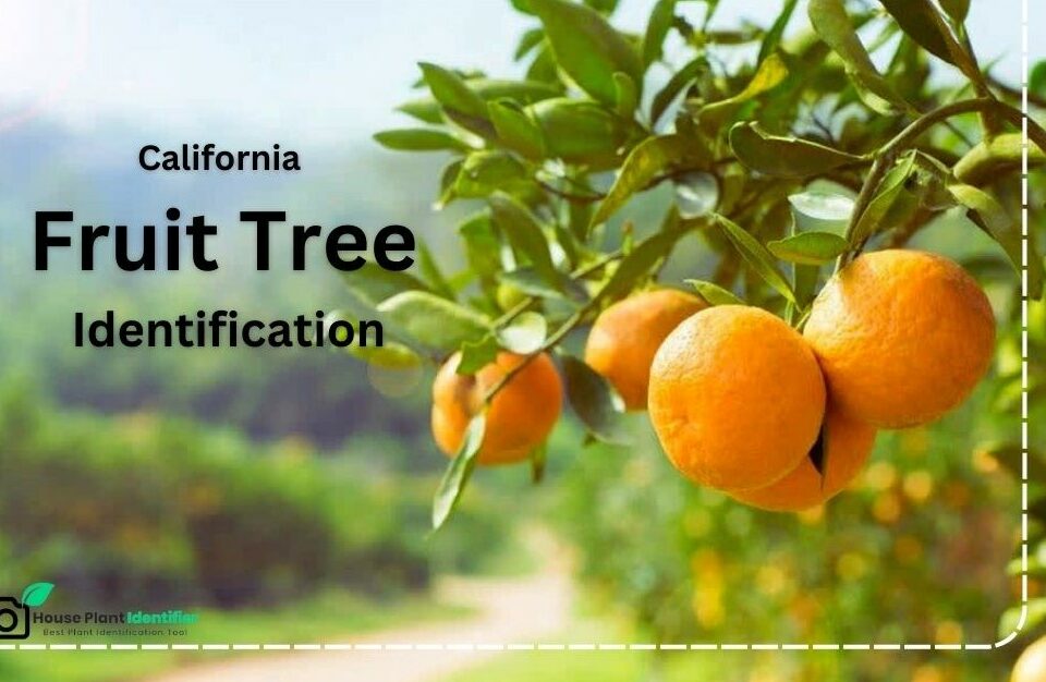 California Fruit Tree Identification