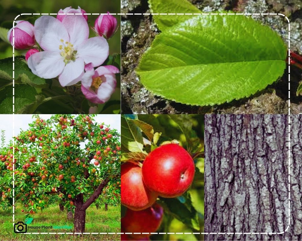 Apple Tree identification