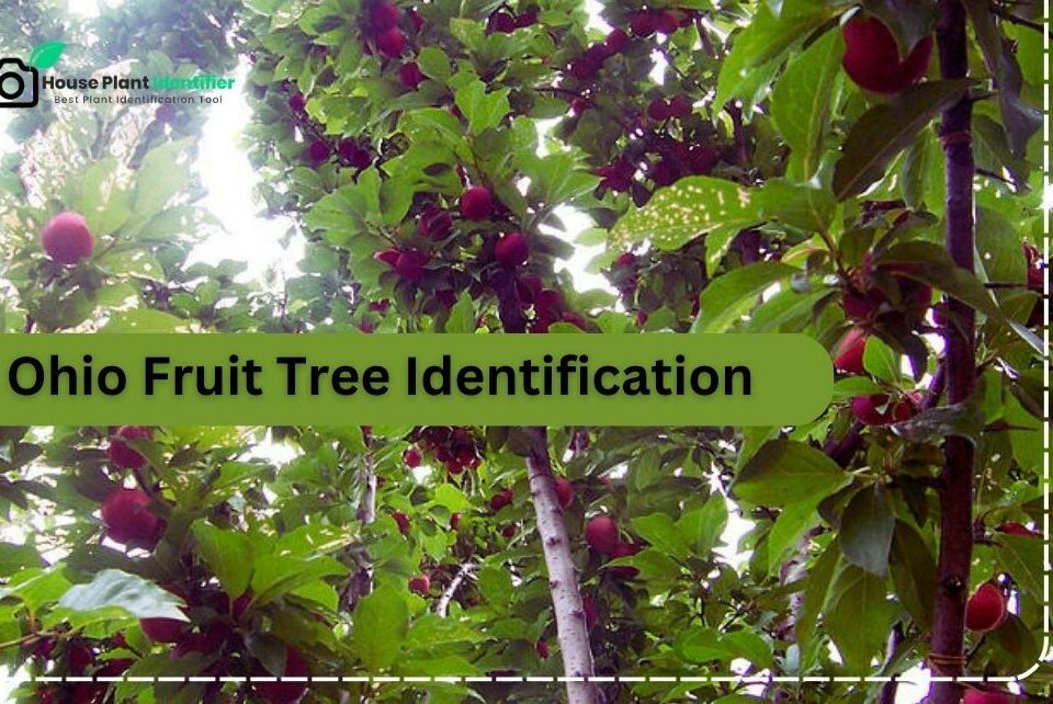 Ohio Fruit Tree Identification
