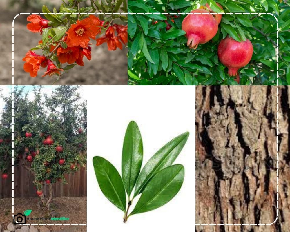 Pomegranate Tree identification