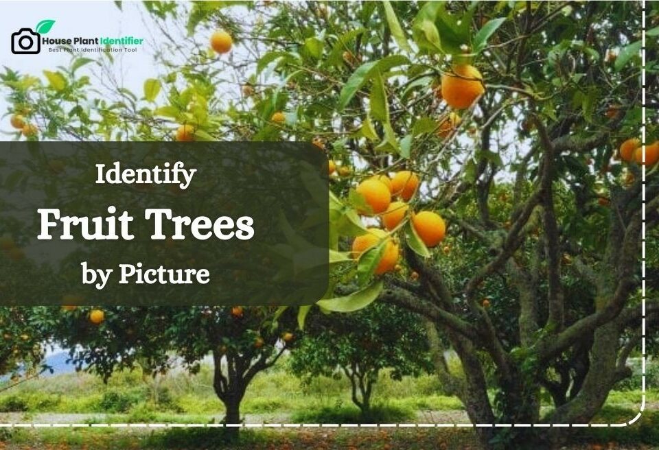 Identify Fruit Trees by Picture