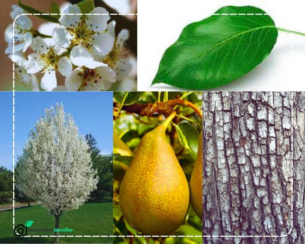 Pear Tree identification