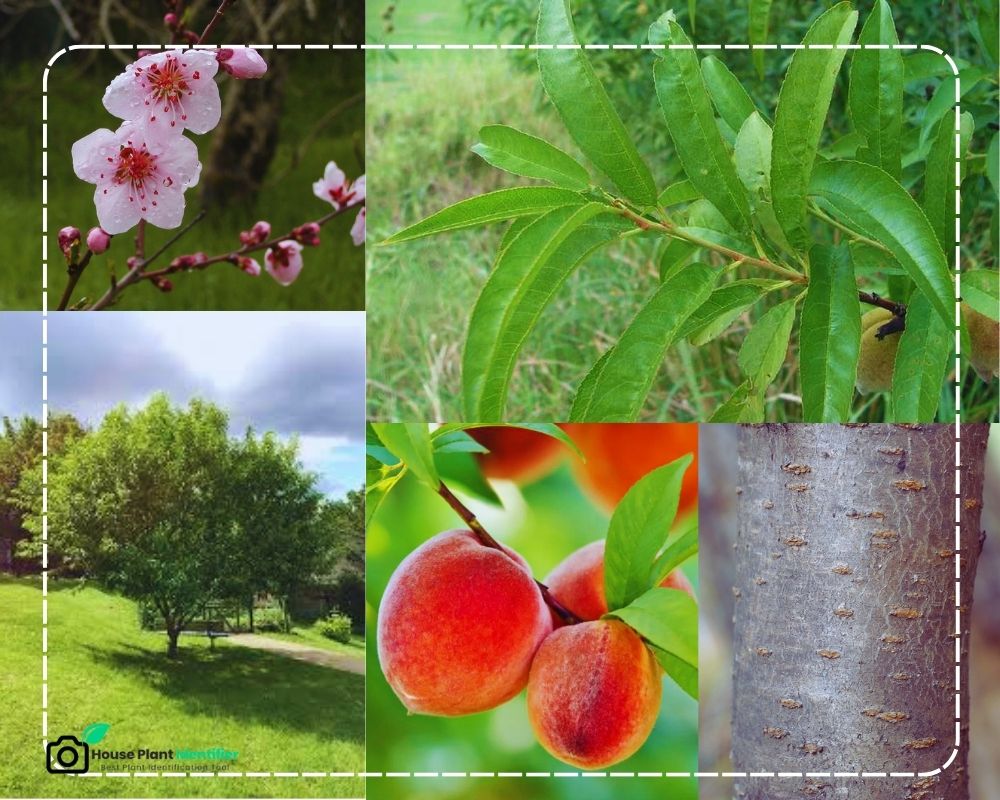 identify fruit trees by picture: Peach Tree