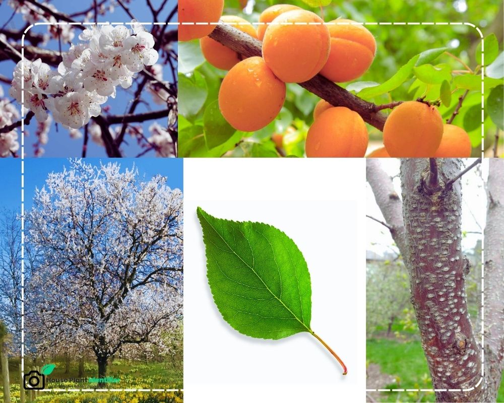 identify fruit trees by picture: Apricot Tree