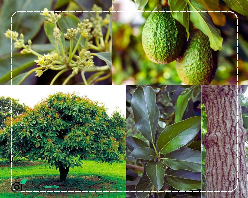 Avocado Tree identification