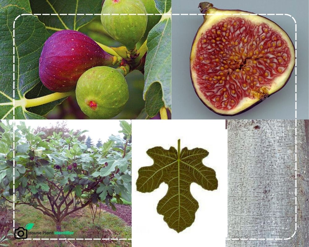 Fig Tree identification