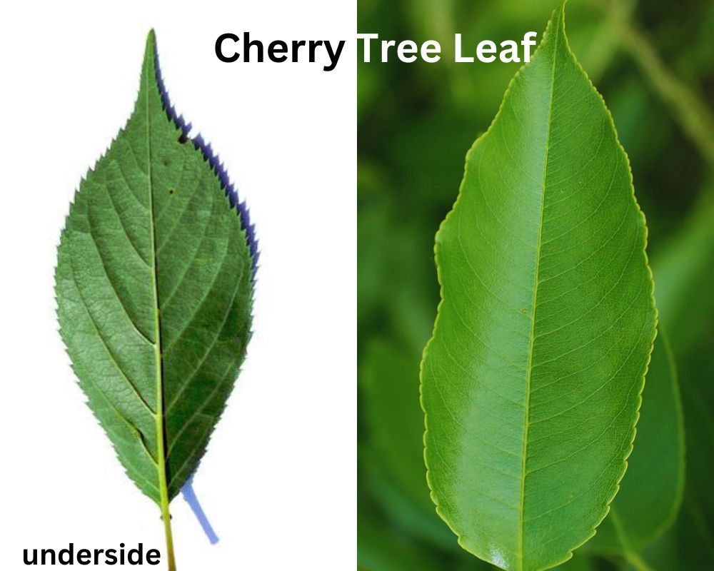 Cherry Tree Leaf characteristics