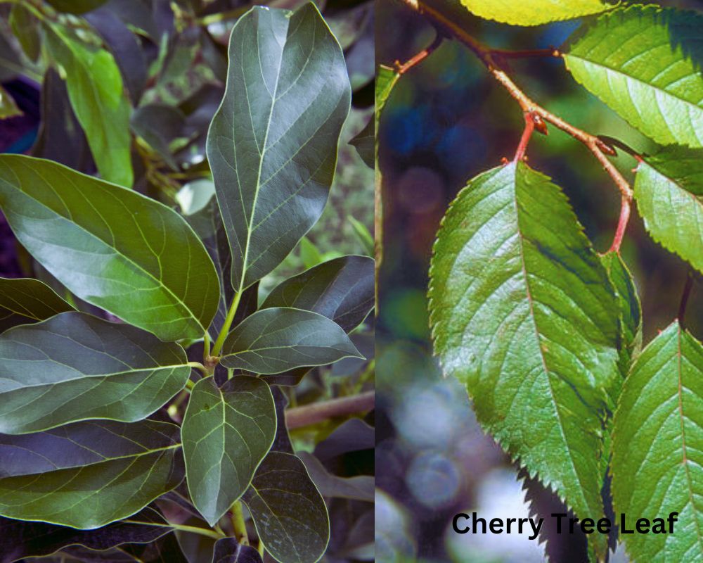 Avocado Tree Leaf vs. Cherry Tree Leaf