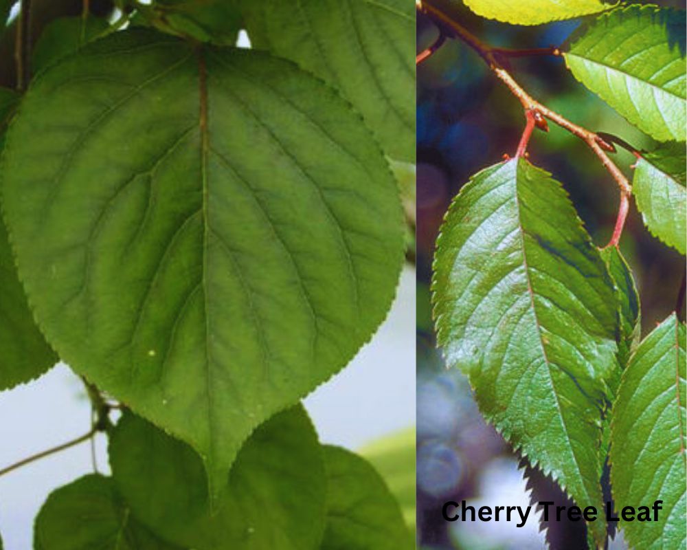 Apricot Tree Leaf vs. Cherry Tree Leaf