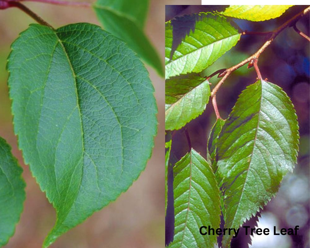 Apple Tree Leaf vs. Cherry Tree Leaf