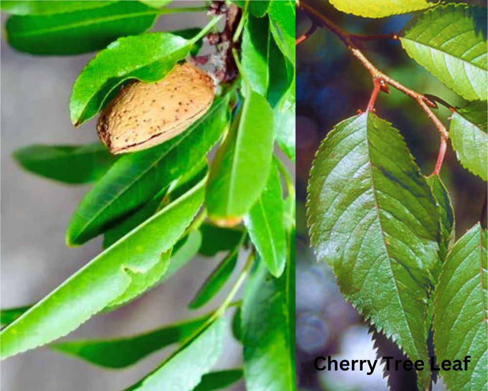 Almond Tree Leaf vs. Cherry Tree Leaf