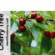 Cherry Tree Identification by Leaf