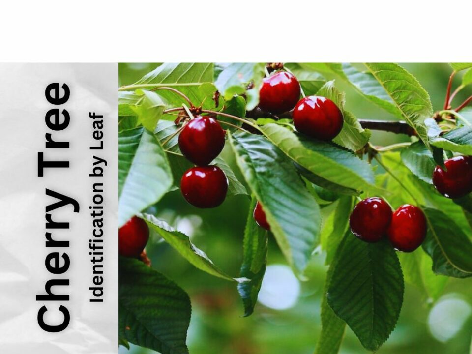 Cherry Tree Identification by Leaf