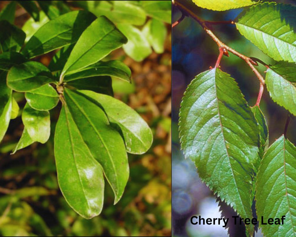 Pomegranate Tree Leaf vs. Cherry Tree Leaf