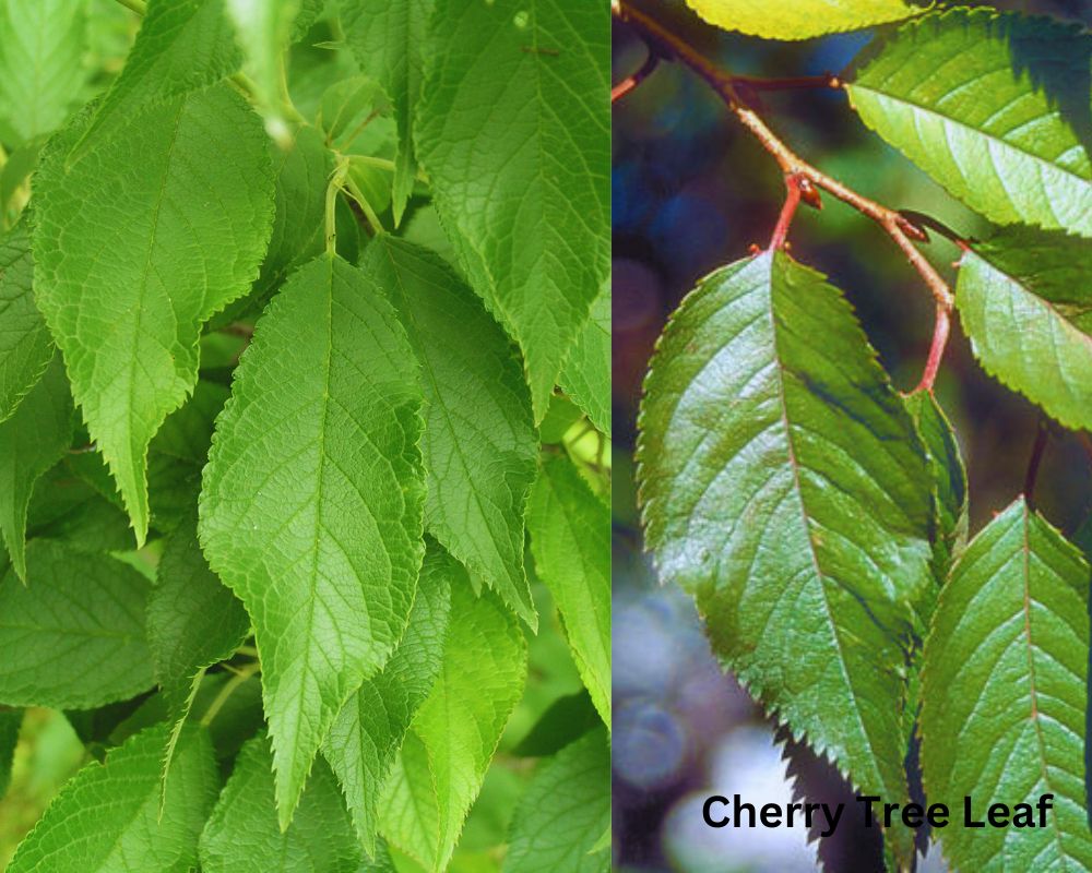 Plum Tree Leaf vs. Cherry Tree Leaf