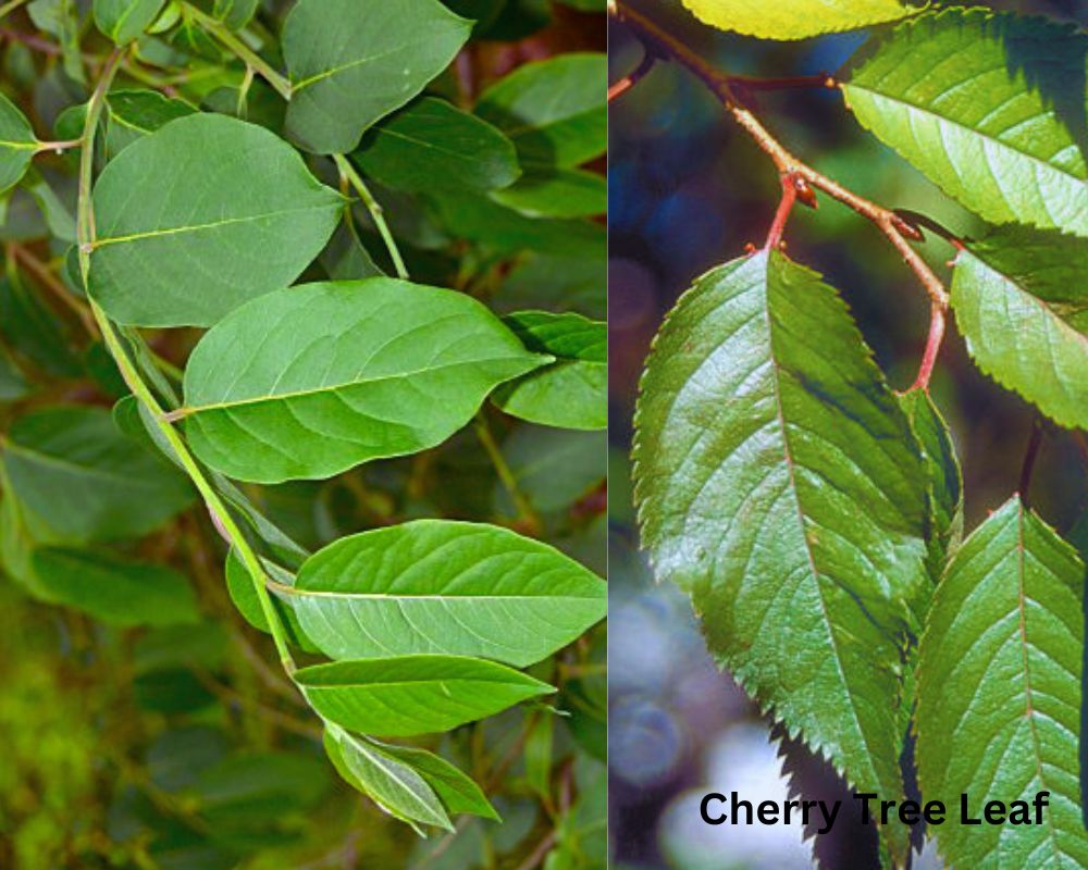 Persimmon Tree Leaf vs. Cherry Tree Leaf