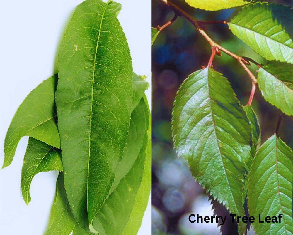 Peach Tree Leaf vs. Cherry Tree Leaf