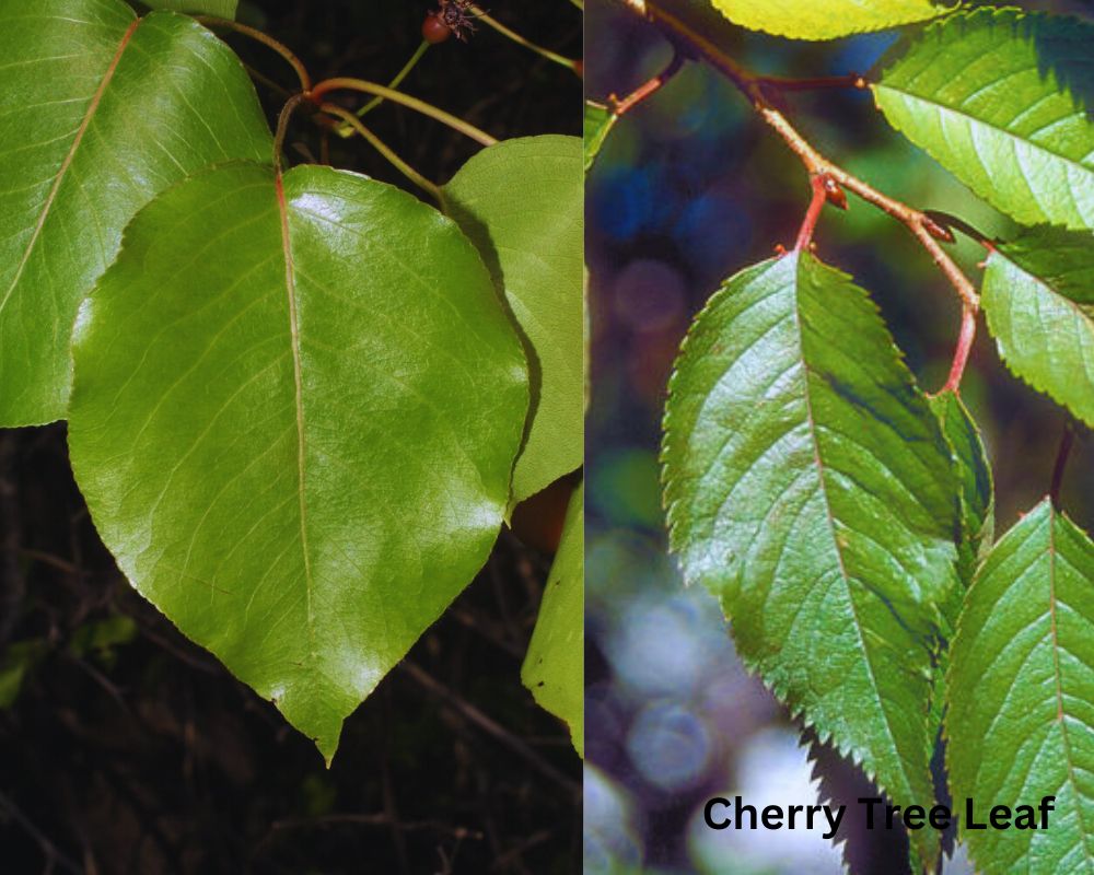 Pear Tree Leaf vs. Cherry Tree Leaf