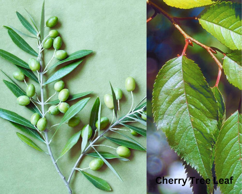 Olive Tree Leaf vs. Cherry Tree Leaf