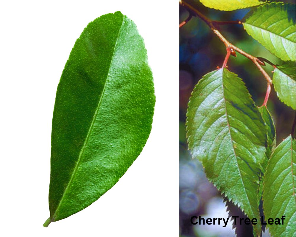 Citrus Tree Leaf vs. Cherry Tree Leaf