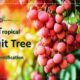 Tropical Fruit Tree Identification
