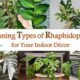 Stunning Types of Rhaphidophora plants