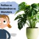 Pothos vs Philodendron vs Monstera