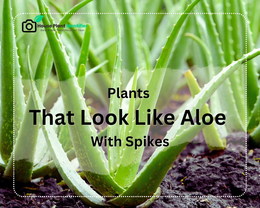 Look Like Aloe with Spikes