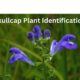 Skullcap Plant Identification