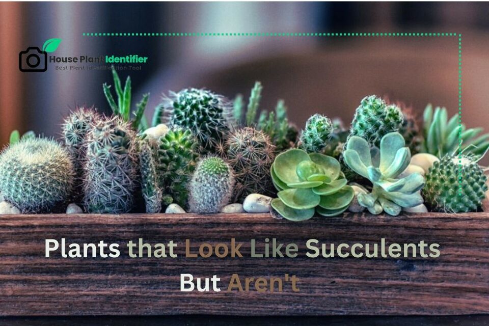Plants that look like succulents but aren't  