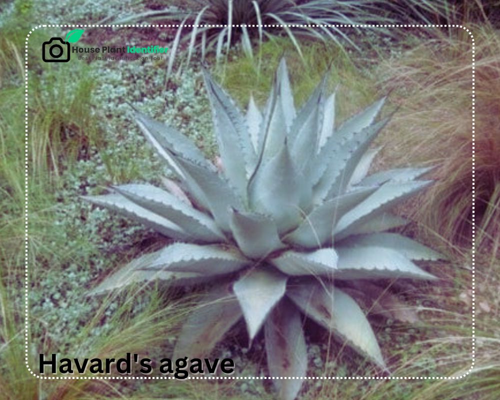 Havard's Agave is one of the plants that look like Aloe with spikes