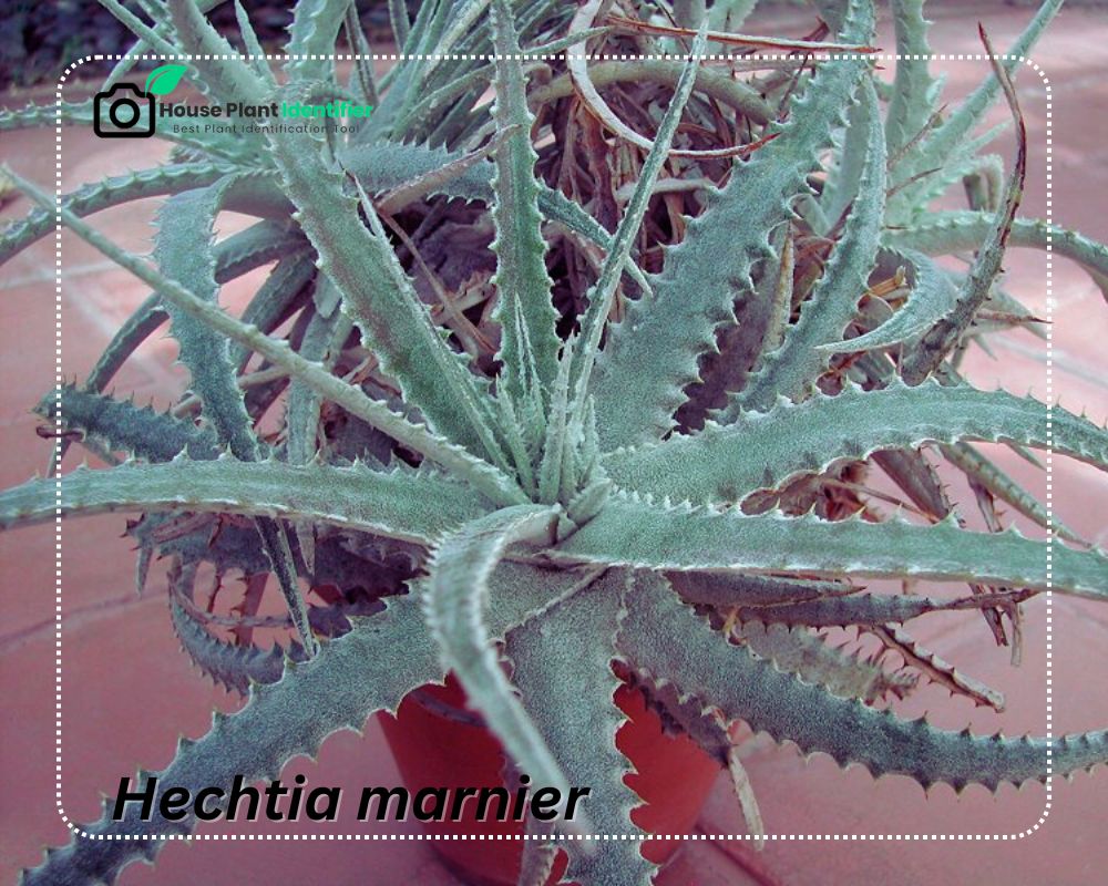 Hechtia have Aloe type appearance