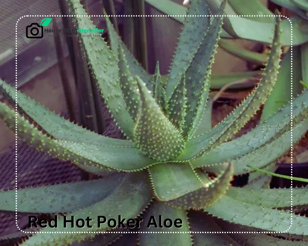 Red Hot Poker Aloe is similar to Aloe vera