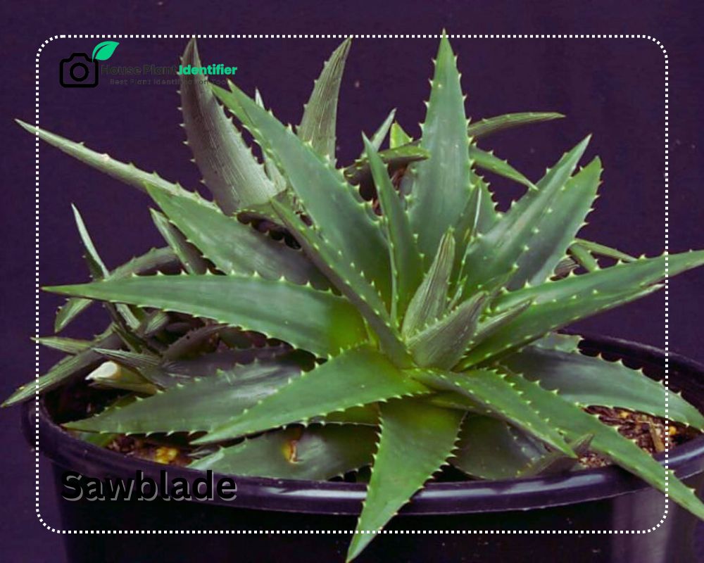 Sawblade plants looks like Aloe with spikes