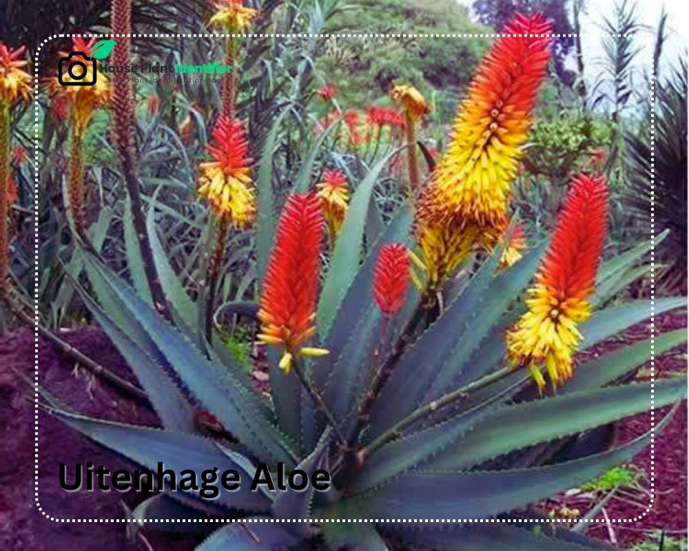 Uitenhage Aloe with red yellow flowers