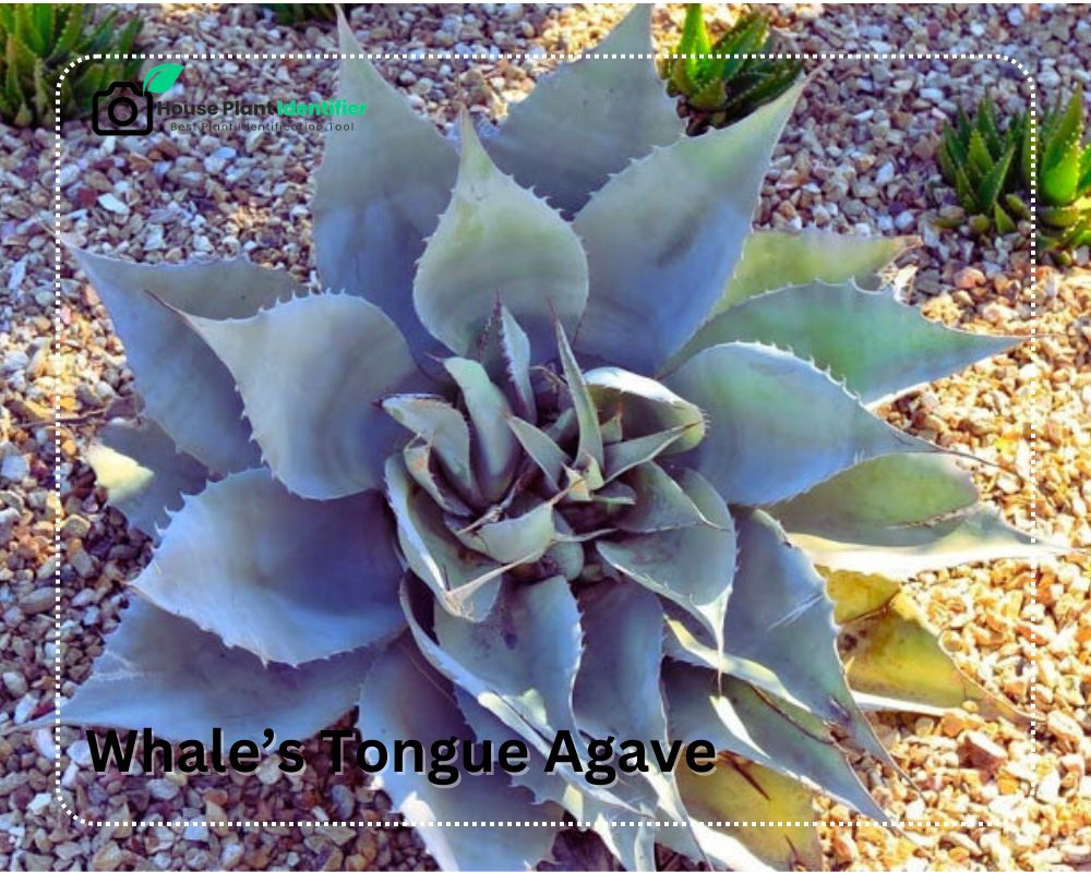 Whale’s Tongue Agave plants are similar to Aloe with spikes