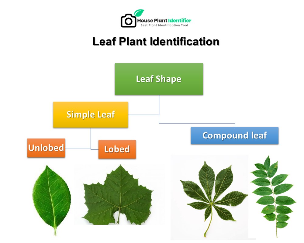 leaves can be simple or compound