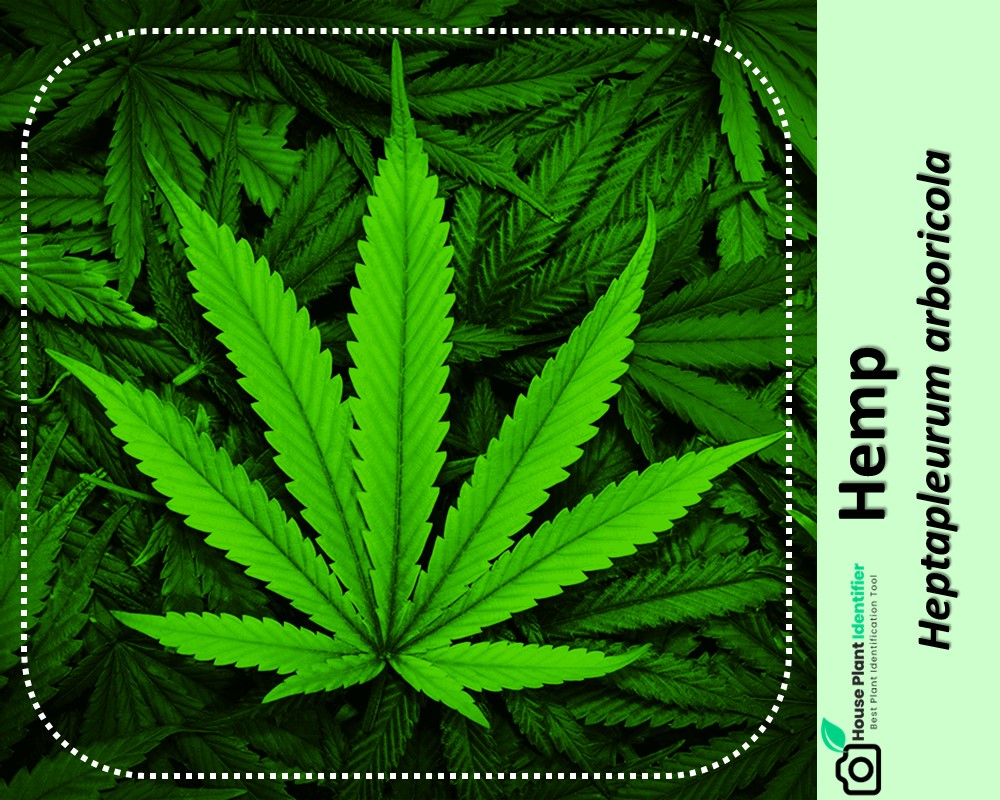 Cannabis Sativa identification