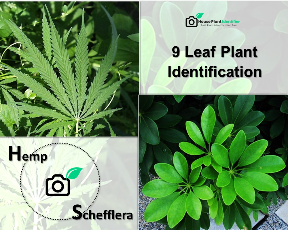 Schefflera and Hemp are plants with 9 leaflets: 9 leaf plant identification
