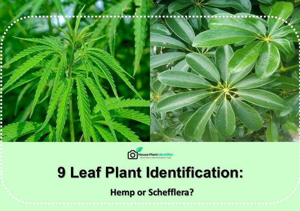 9 Leaf Plant Identification