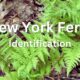 New York Fern Identification