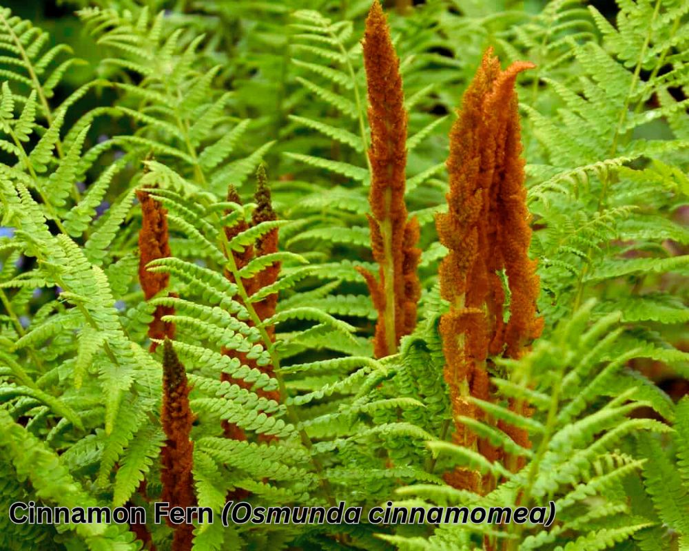 Cinnamon Fern (Osmunda cinnamomea) identification
