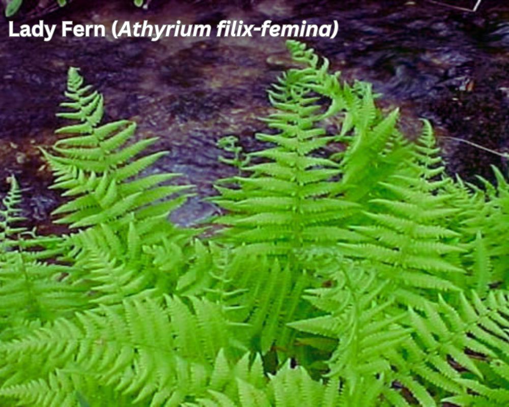 Lady Fern (Athyrium filix-femina) identification