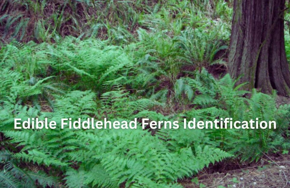 Edible Fiddlehead Ferns Identification