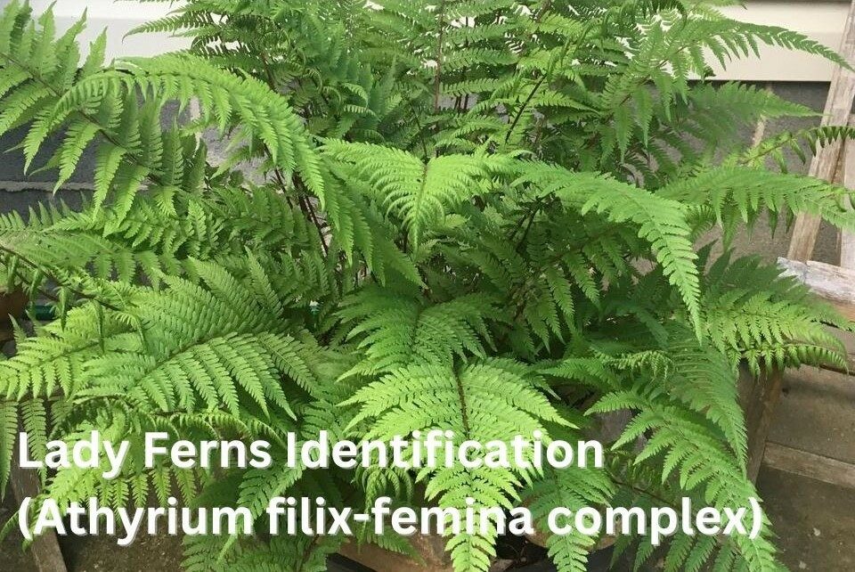 Lady Fern Identification